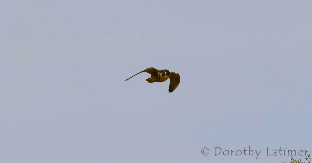 Peregrine Falcon (Falco peregrinus), Central Australia © Dorothy Latimer