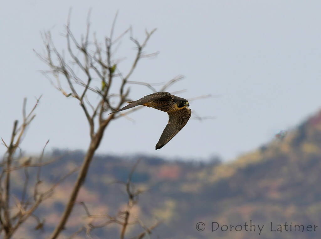 Peregrine Falcon (Falco peregrinus), Central Australia © Dorothy Latimer