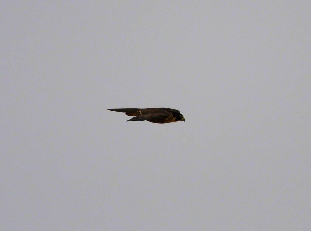 Peregrine Falcon (Falco peregrinus), Central Australia © Dorothy Latimer