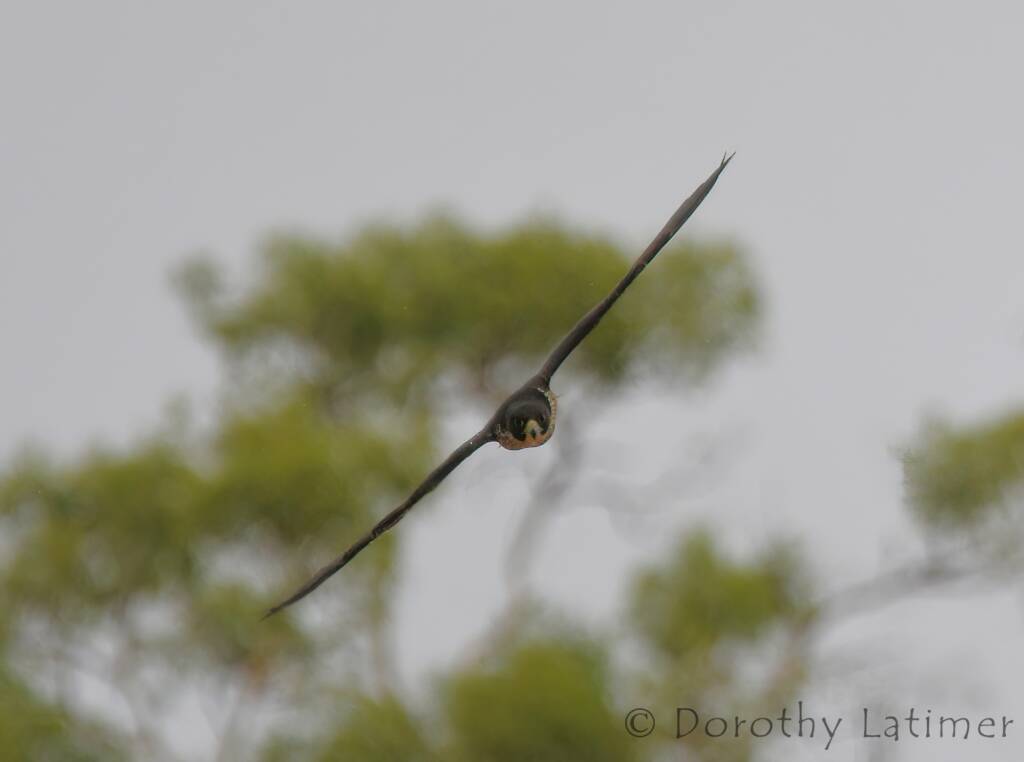 Peregrine Falcon (Falco peregrinus), Central Australia © Dorothy Latimer