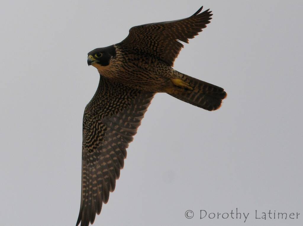 Peregrine Falcon (Falco peregrinus), Central Australia © Dorothy Latimer