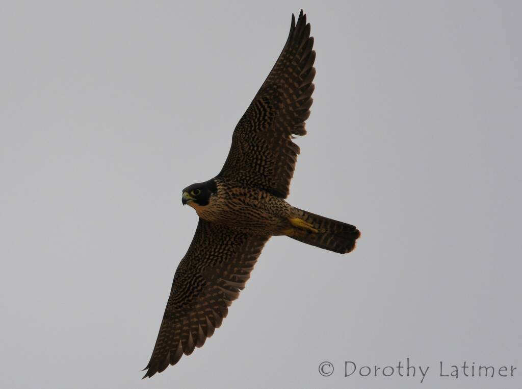 Peregrine Falcon (Falco peregrinus), Central Australia © Dorothy Latimer