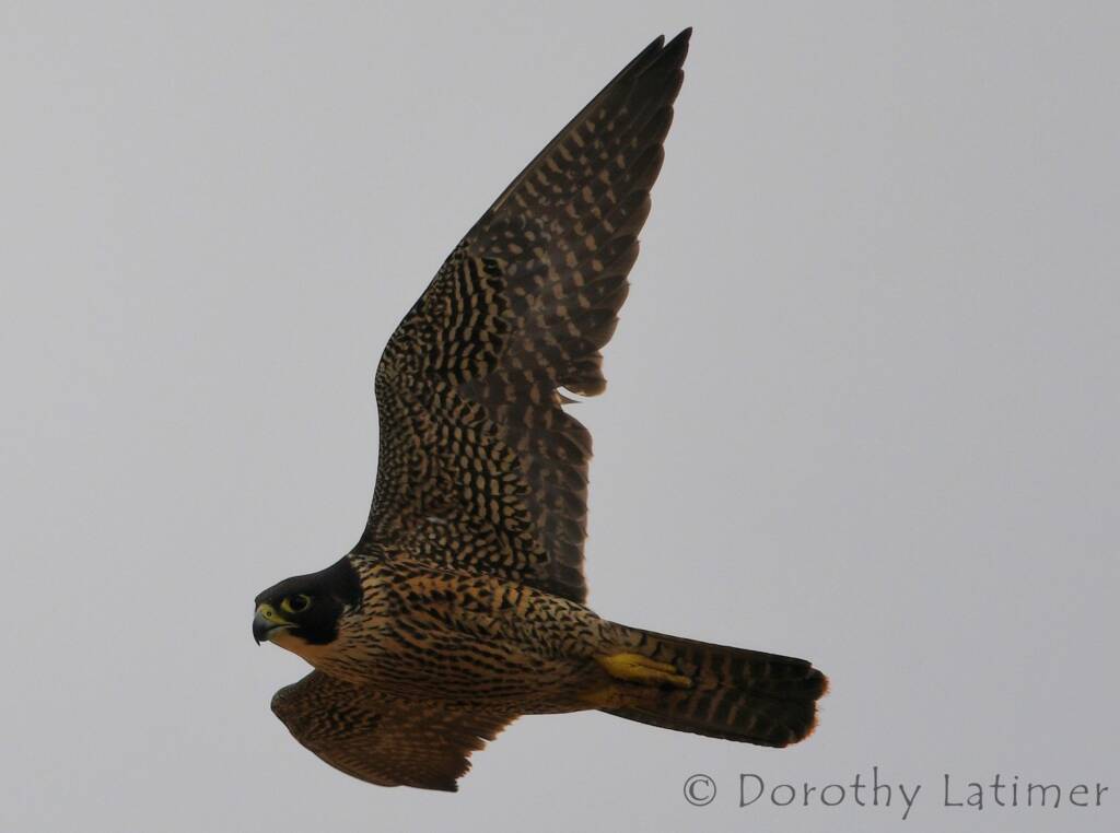 Peregrine Falcon (Falco peregrinus), Central Australia © Dorothy Latimer