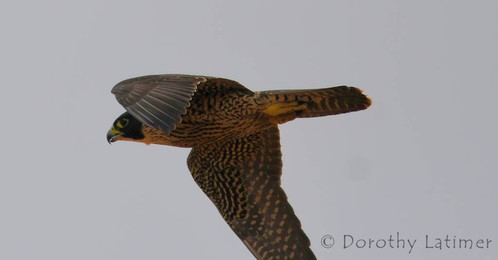 Peregrine Falcon (Falco peregrinus), Central Australia © Dorothy Latimer