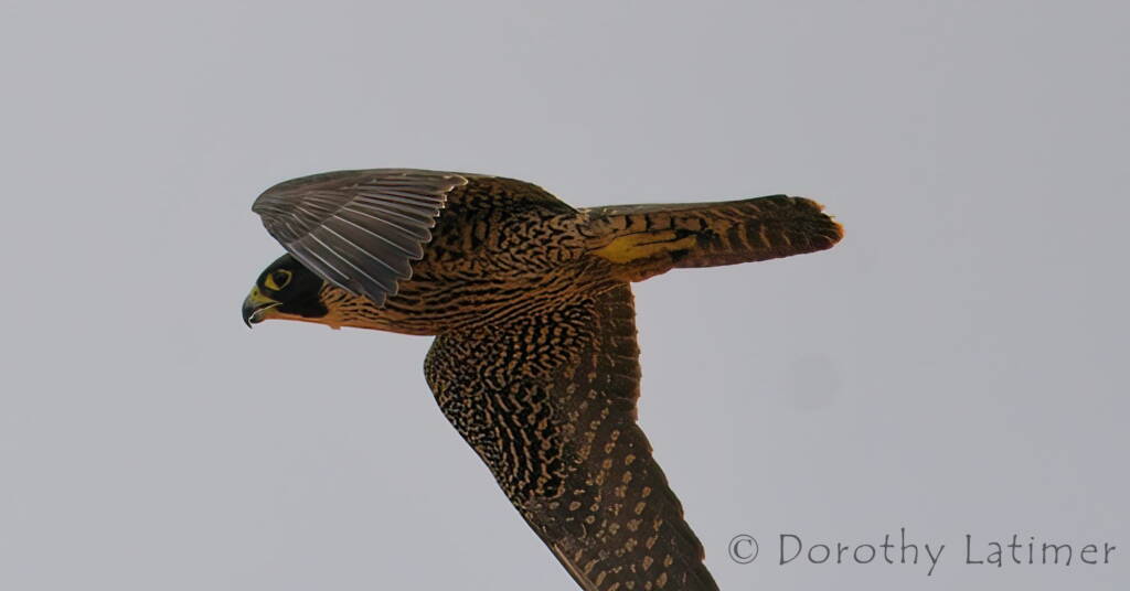 Peregrine Falcon (Falco peregrinus), Central Australia © Dorothy Latimer
