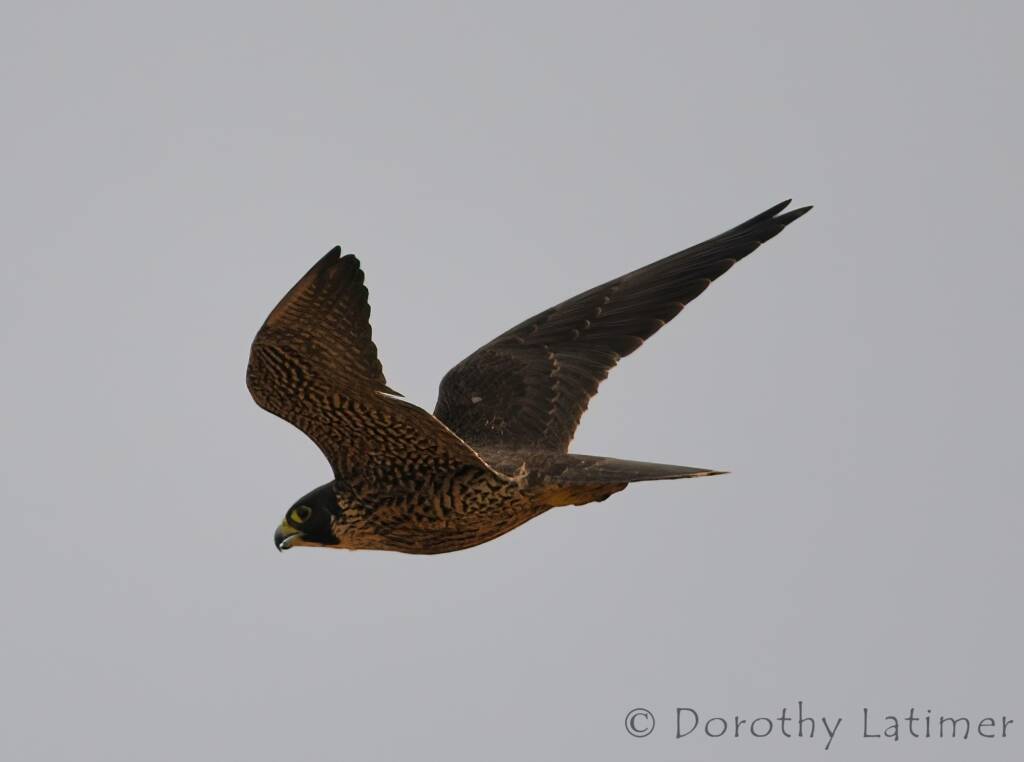 Peregrine Falcon (Falco peregrinus), Central Australia © Dorothy Latimer