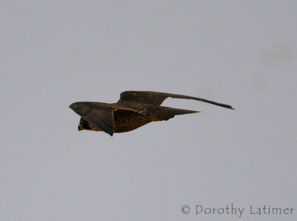Peregrine Falcon (Falco peregrinus), Central Australia © Dorothy Latimer