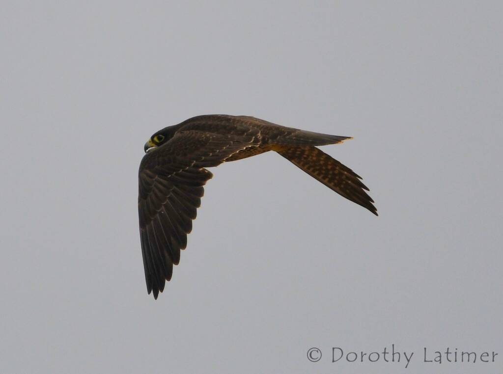 Peregrine Falcon (Falco peregrinus), Central Australia © Dorothy Latimer