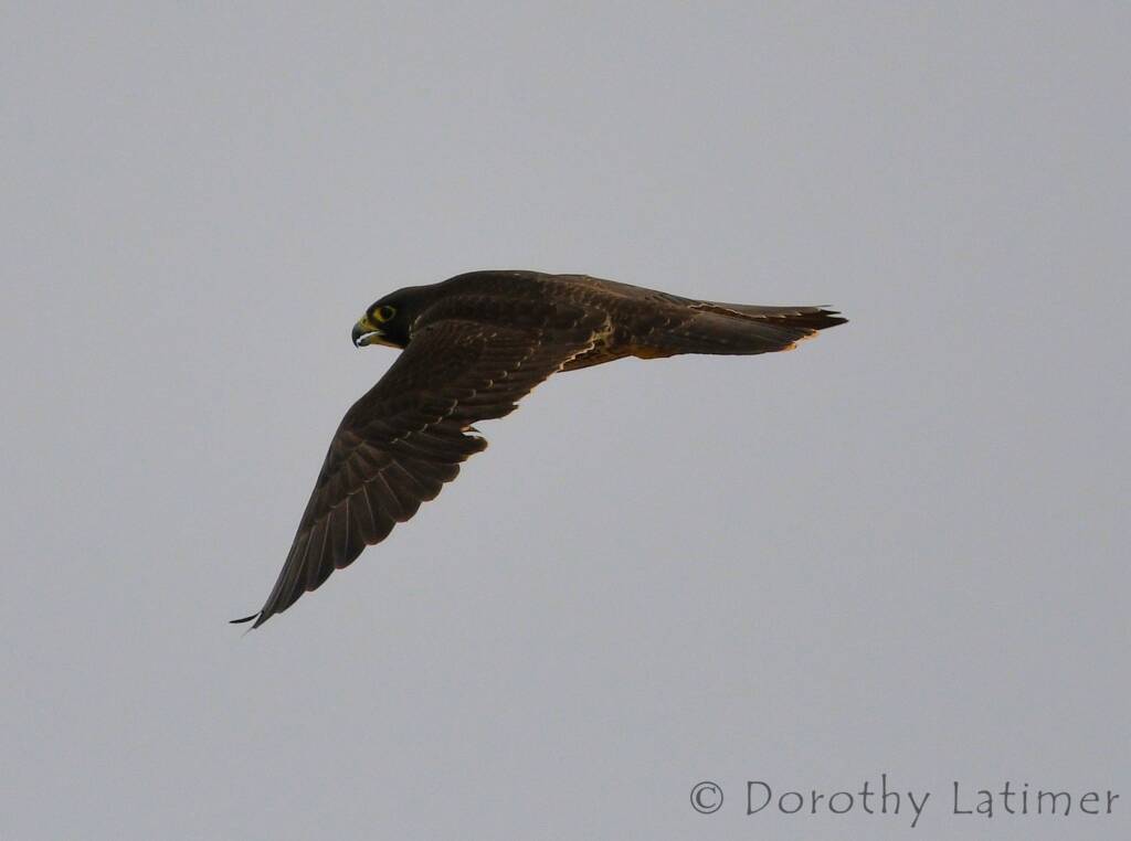 Peregrine Falcon (Falco peregrinus), Central Australia © Dorothy Latimer