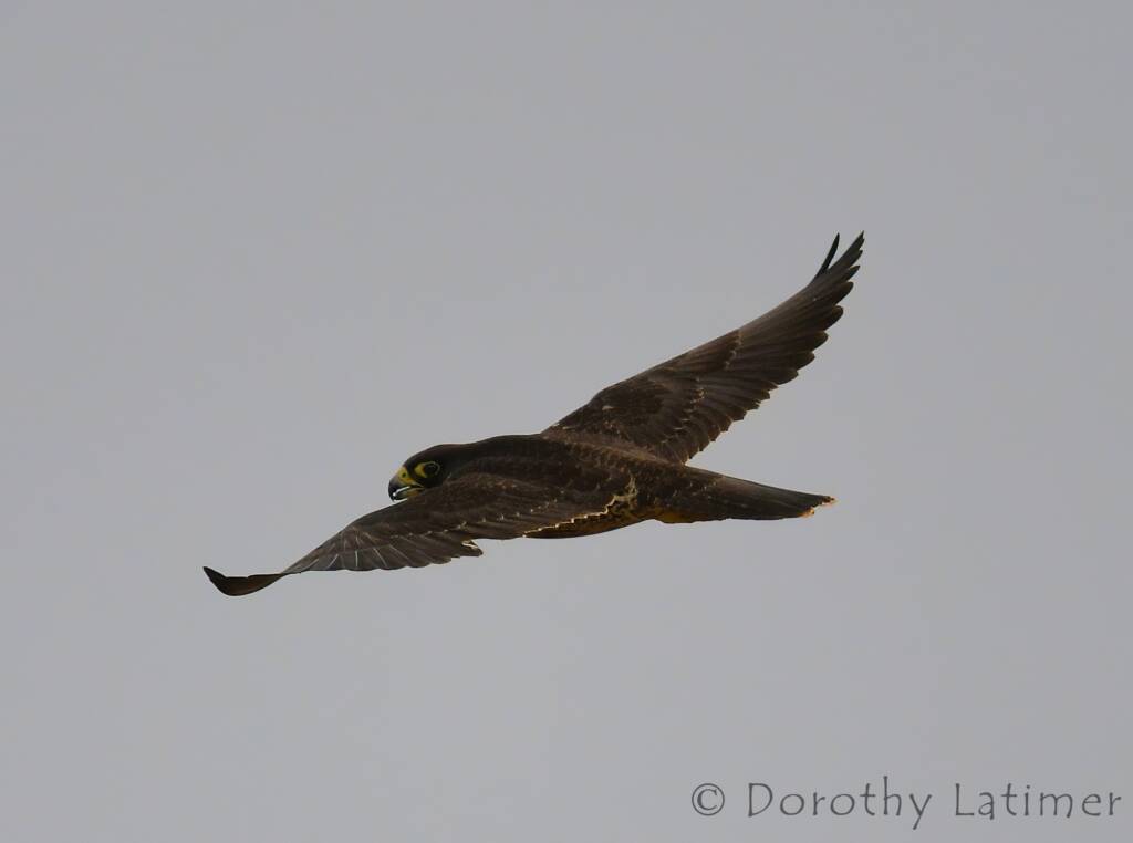 Peregrine Falcon (Falco peregrinus), Central Australia © Dorothy Latimer