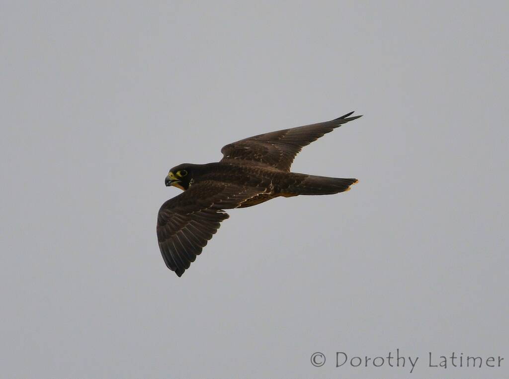Peregrine Falcon (Falco peregrinus), Central Australia © Dorothy Latimer