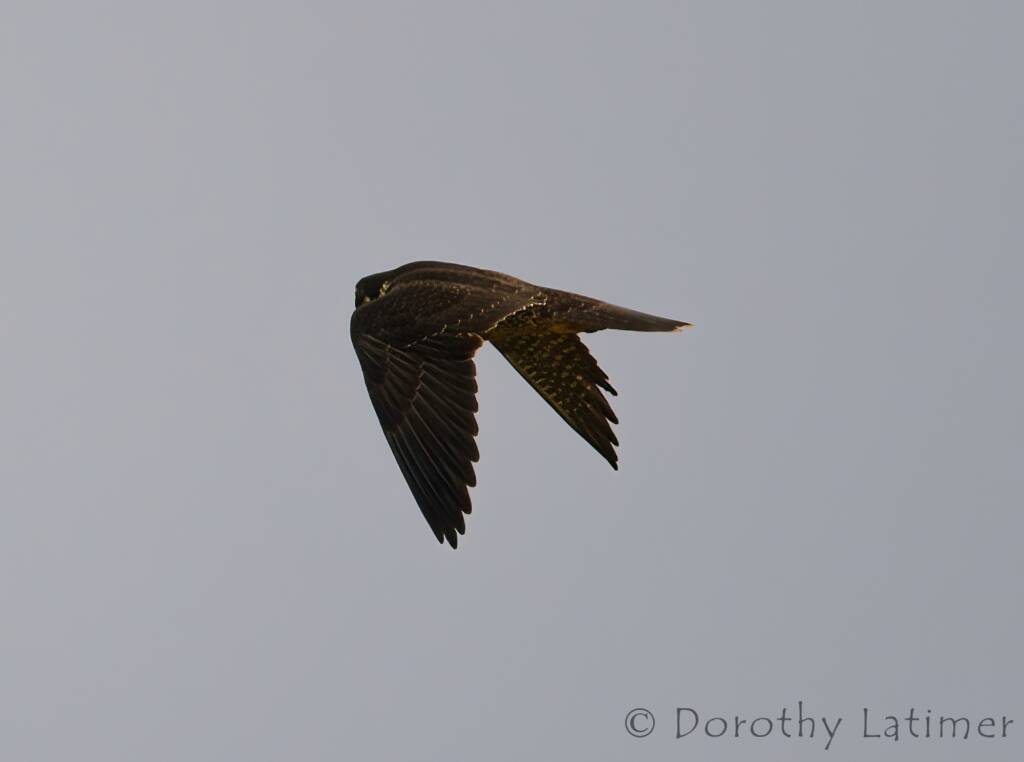 Peregrine Falcon (Falco peregrinus), Central Australia © Dorothy Latimer
