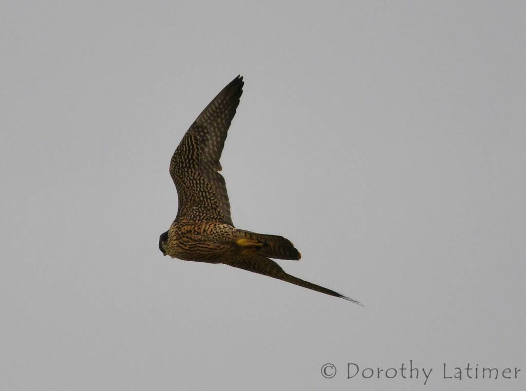 Peregrine Falcon (Falco peregrinus), Central Australia © Dorothy Latimer