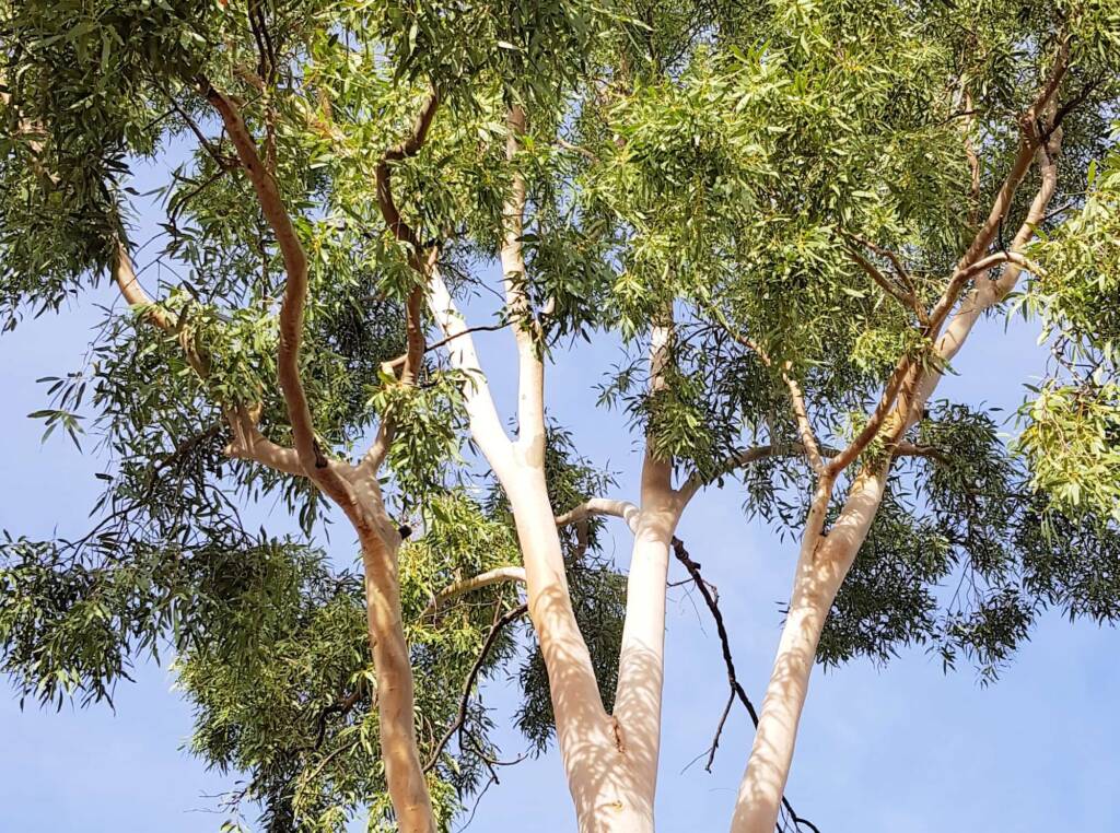 Ghost gum / Ilwempe (Corymbia aparrerinja), Olive Pink Botanic Garden