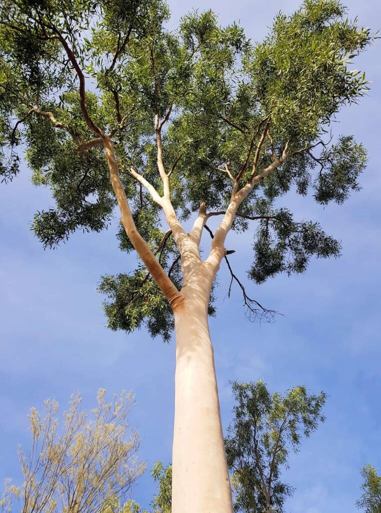 Ghost gum / Ilwempe (Corymbia aparrerinja), Olive Pink Botanic Garden