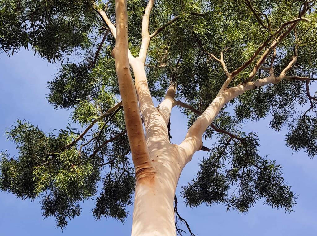 Ghost gum / Ilwempe (Corymbia aparrerinja), Olive Pink Botanic Garden