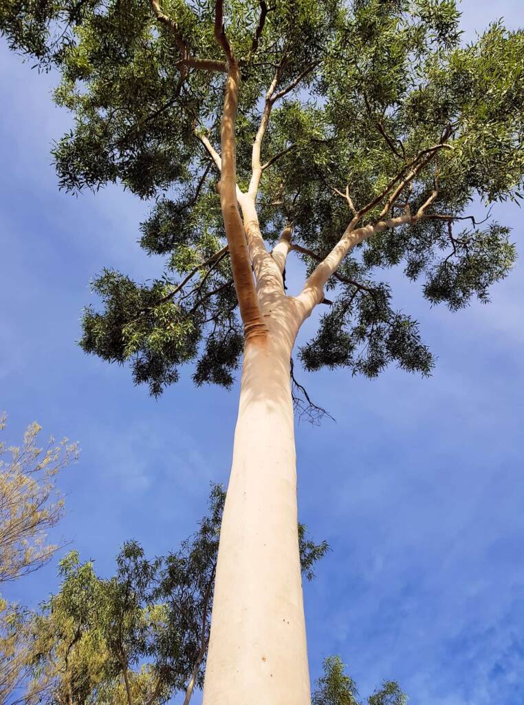Ghost gum / Ilwempe (Corymbia aparrerinja), Olive Pink Botanic Garden