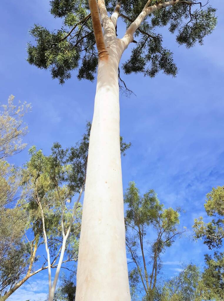 Ghost gum / Ilwempe (Corymbia aparrerinja), Olive Pink Botanic Garden