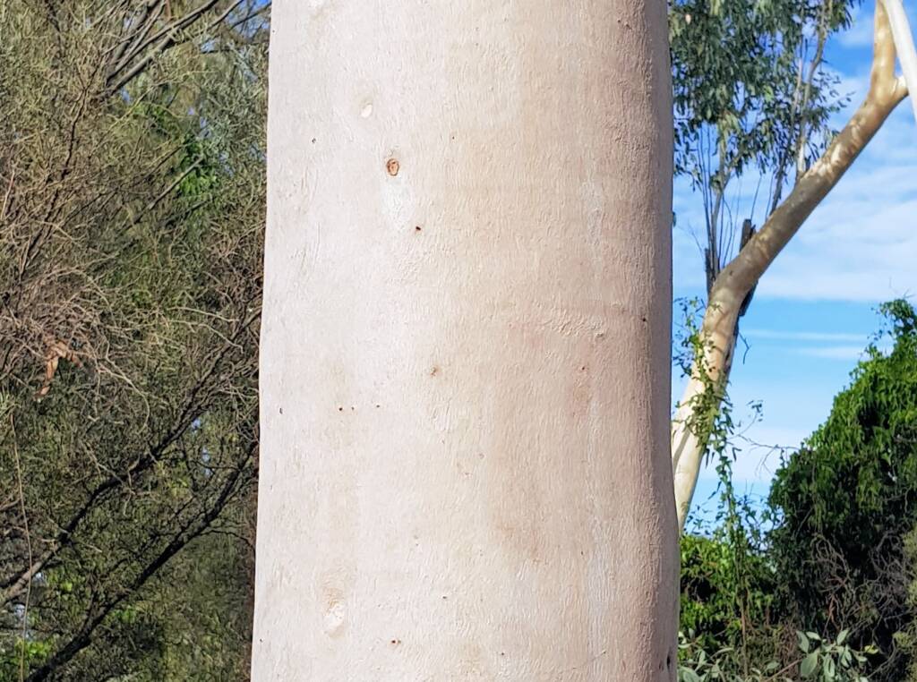 Ghost gum / Ilwempe (Corymbia aparrerinja), Olive Pink Botanic Garden
