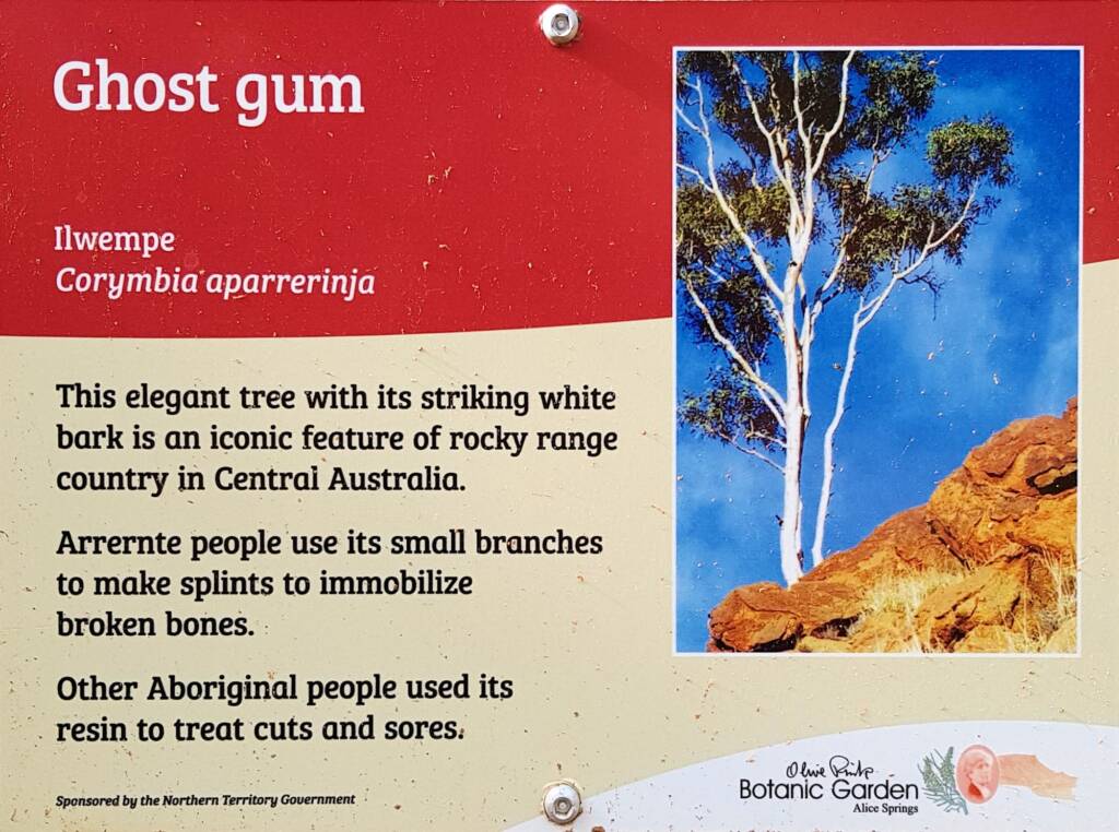 Ghost gum / Ilwempe (Corymbia aparrerinja), Olive Pink Botanic Garden