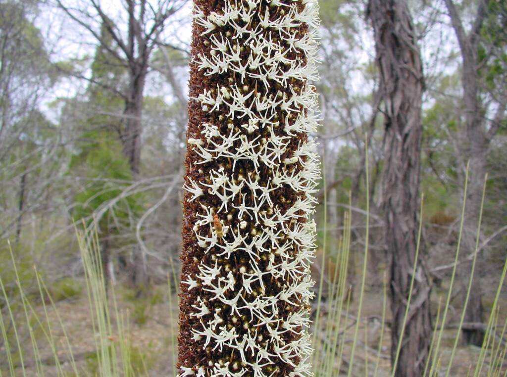 Grass Tree (Xanthorrea spp.), NSW