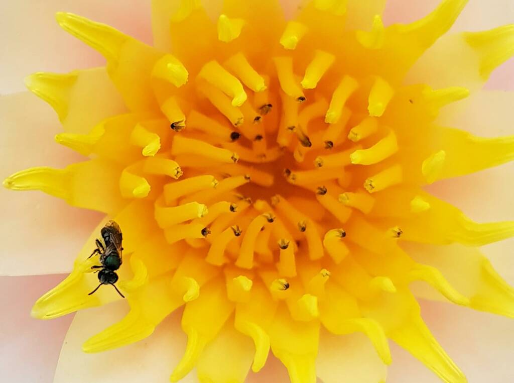 Genus Lasioglossum, most likely Species Lasioglossum (Homalictus) urbanum, Alice Springs, NT