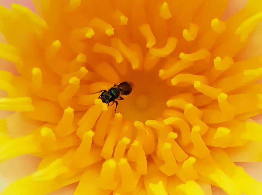 Genus Lasioglossum, most likely Species Lasioglossum (Homalictus) urbanus, Alice Springs, NT