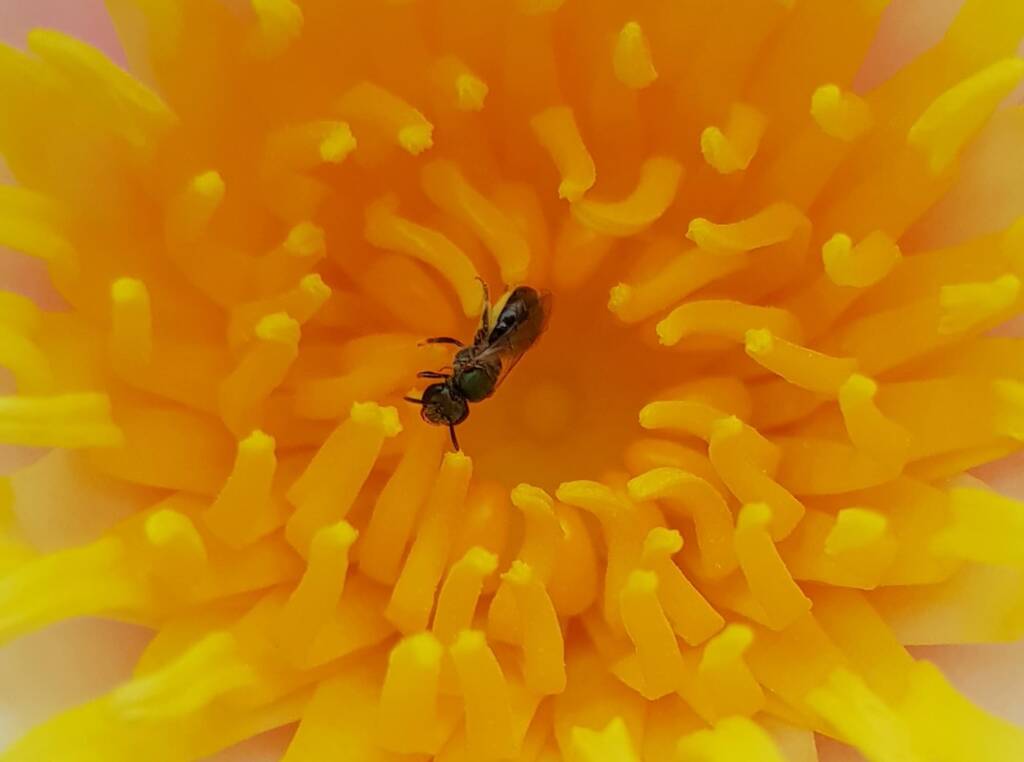 Genus Lasioglossum, most likely Species Lasioglossum (Homalictus) urbanum, Alice Springs, NT