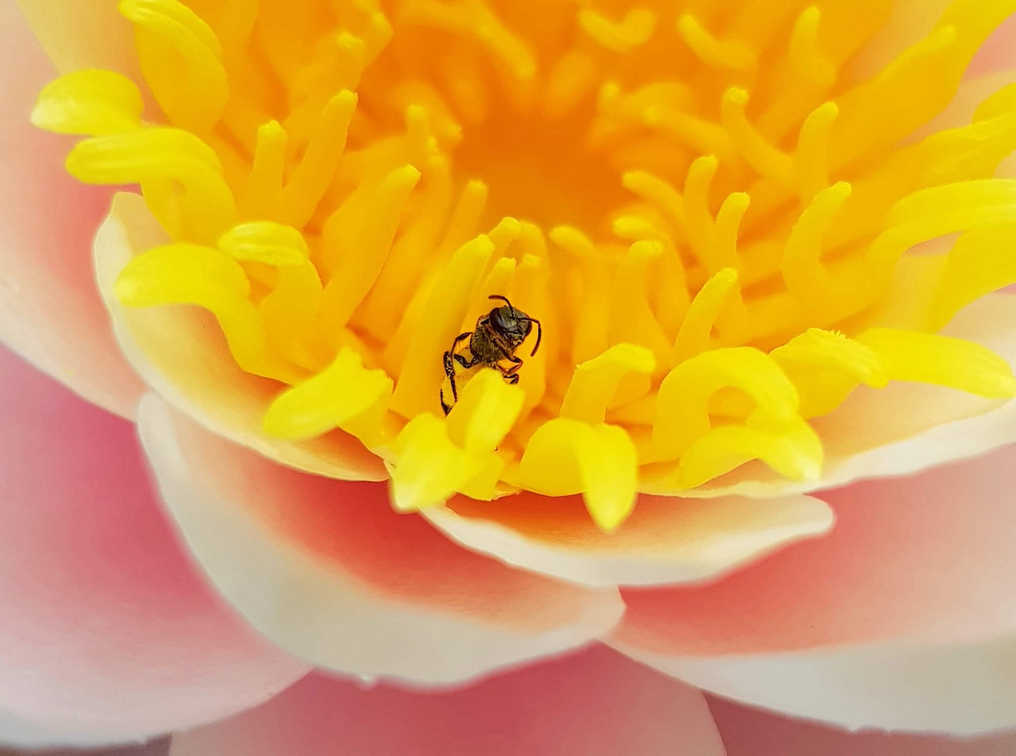 Genus Lasioglossum, most likely Species Lasioglossum (Homalictus) urbanus, Alice Springs, NT
