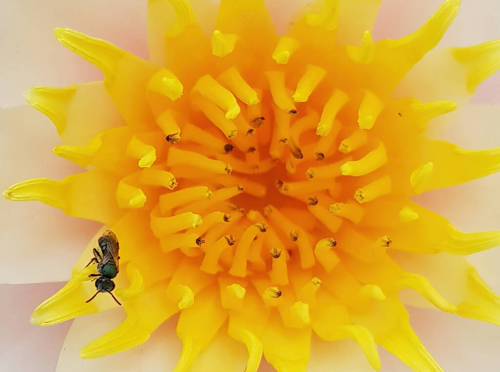 Homalictus urbanus, Alice Springs, NT