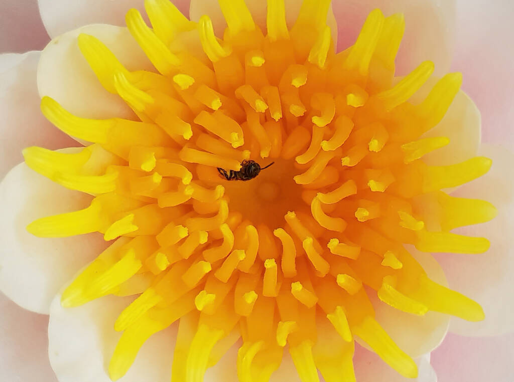 Homalictus urbanus, Alice Springs, NT