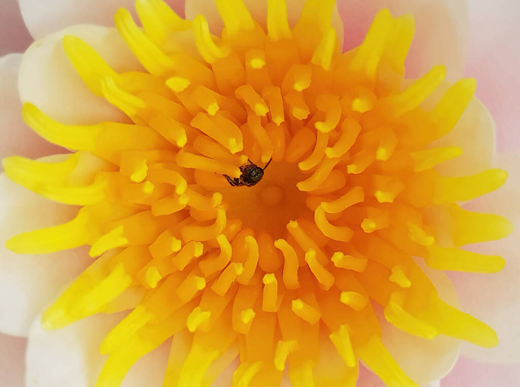 Homalictus urbanus, Alice Springs, NT