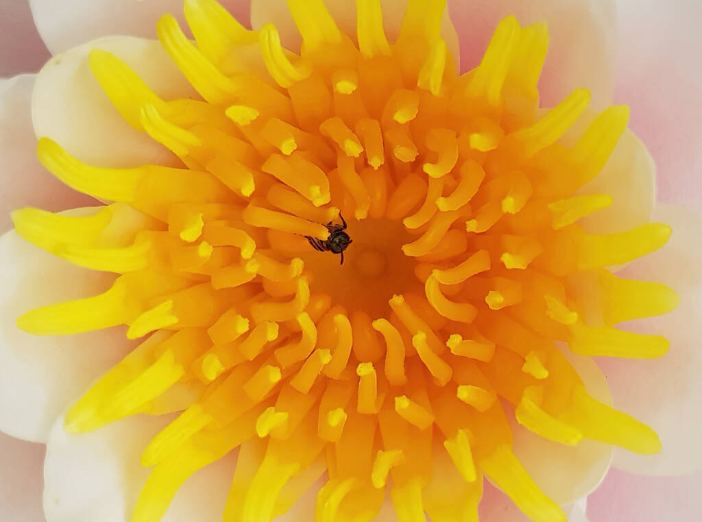 Homalictus urbanus, Alice Springs, NT