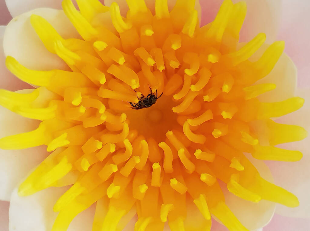 Homalictus urbanus, Alice Springs, NT
