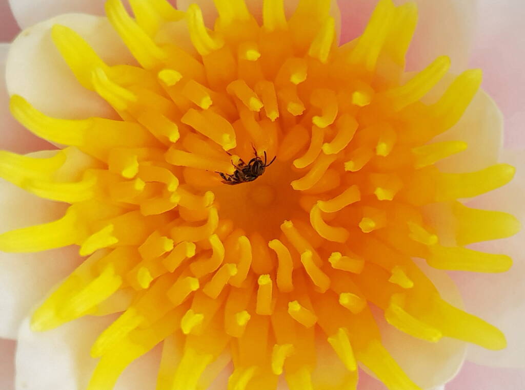 Homalictus urbanus, Alice Springs, NT