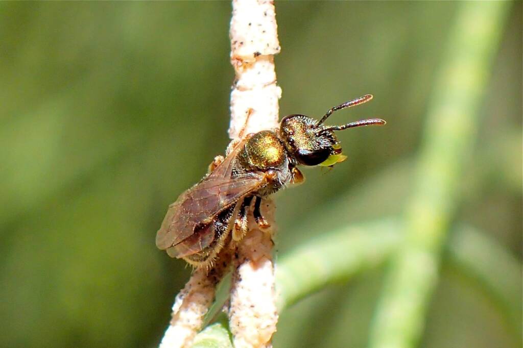 Genus Homalictus, WA © Gary Taylor