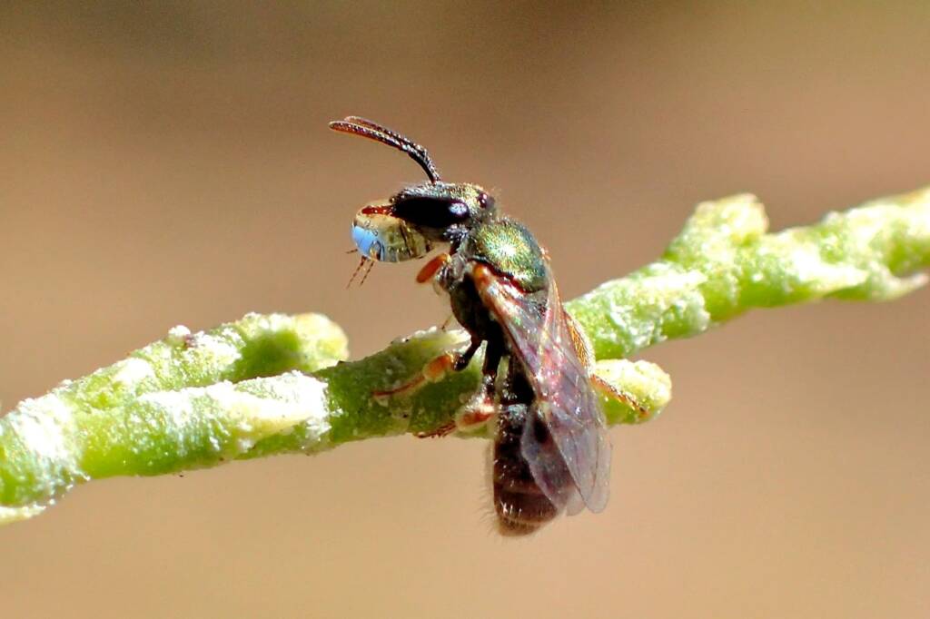 Bubbling genus Homalictus, WA © Gary Taylor