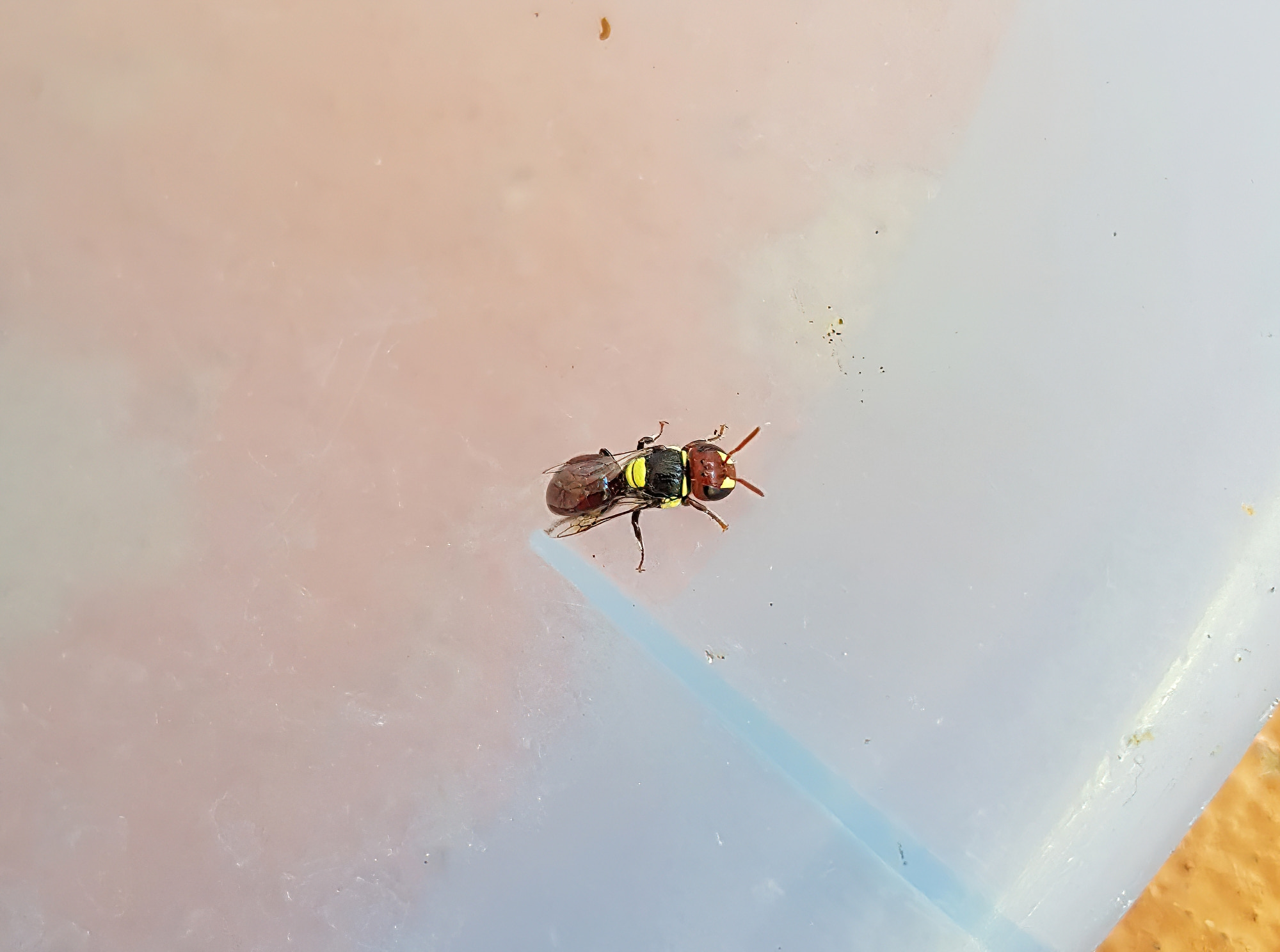 Masked Bee (Hylaeus ruficeps), Alice Springs, NT