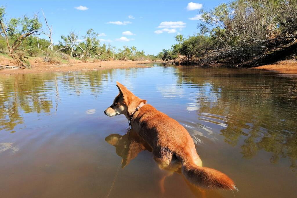 Lupes was already there clinging to a rock like a koala on a gum tree ยฉ Gary Taylor