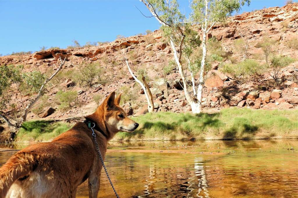 Lupes was already there clinging to a rock like a koala on a gum tree ยฉ Gary Taylor