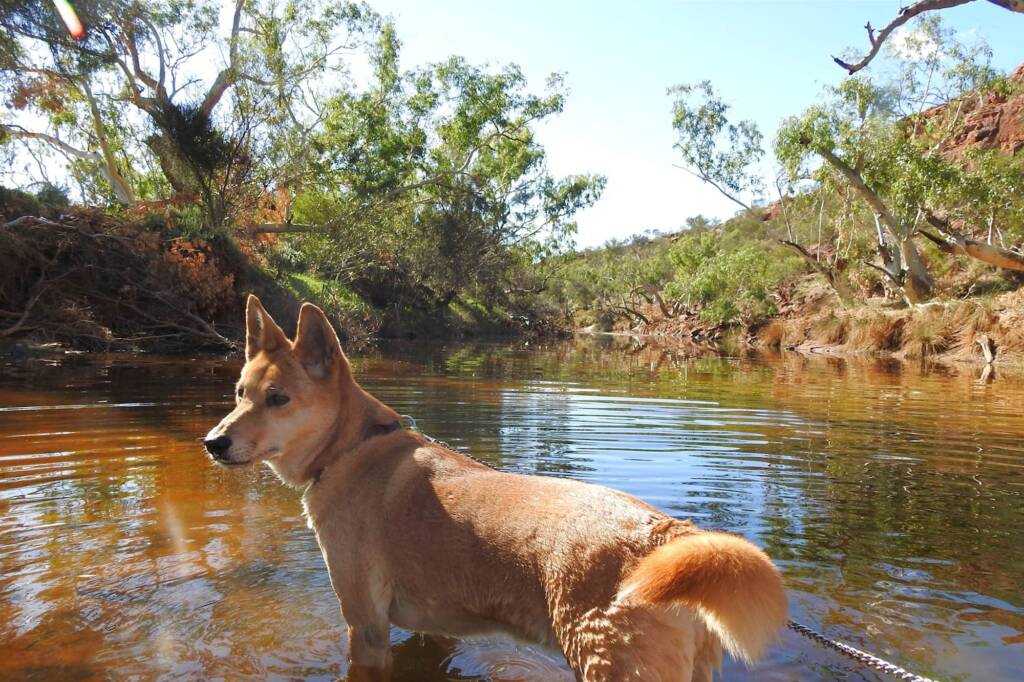 Lupes was already there clinging to a rock like a koala on a gum tree ยฉ Gary Taylor