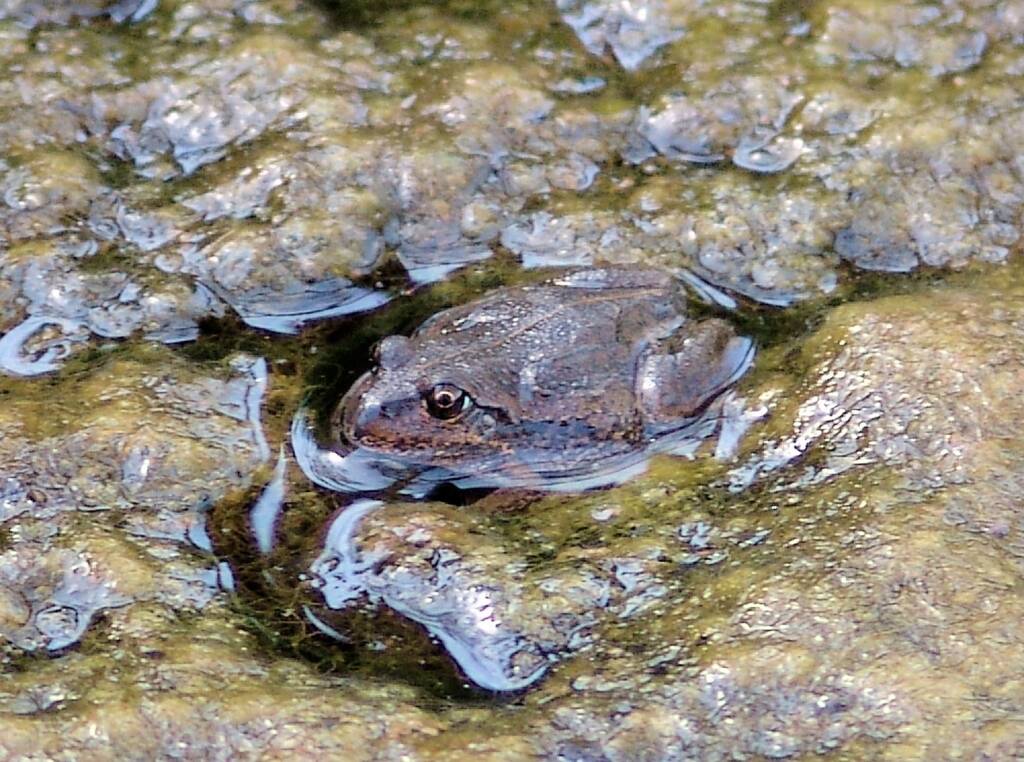 Main’s Frog (Cyclorana maini), Simpsons Gap