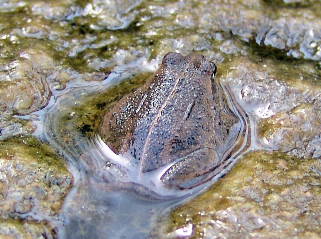 Main’s Frog (Cyclorana maini), Simpsons Gap