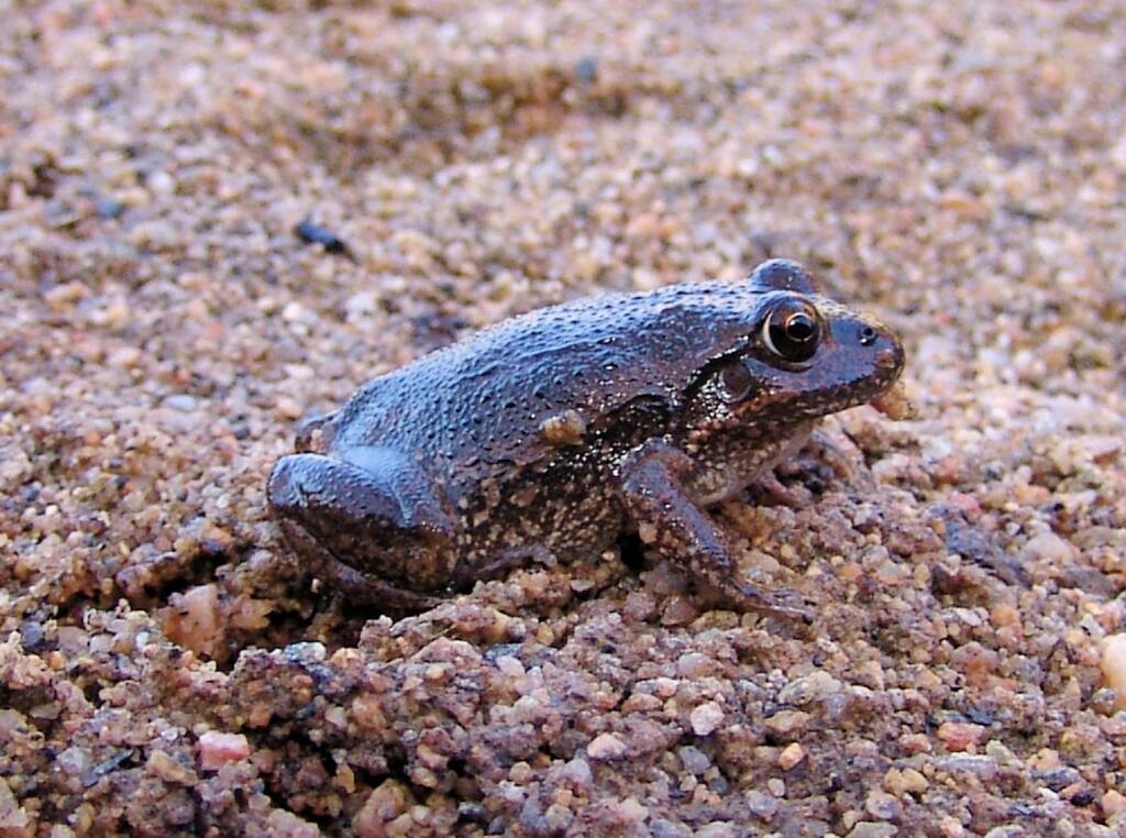 Main’s Frog (Cyclorana maini), Simpsons Gap