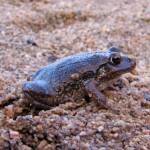 Main’s Frog (Cyclorana maini), Simpsons Gap