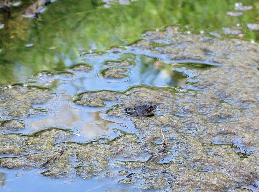 Main’s Frog (Cyclorana maini), Simpsons Gap