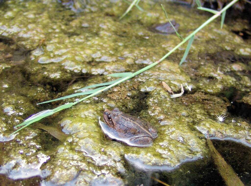 Main’s Frog (Cyclorana maini), Simpsons Gap