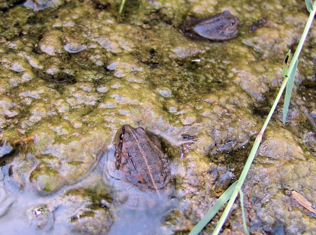 Main’s Frog (Cyclorana maini), Simpsons Gap