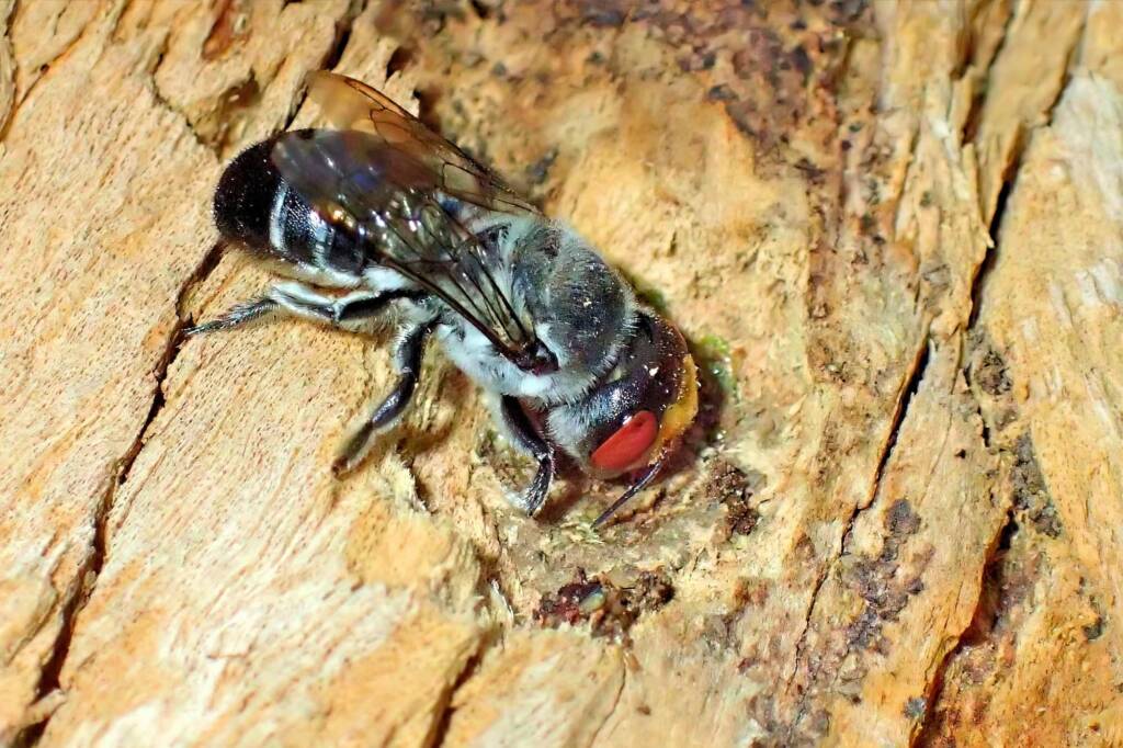 Megachile aurifrons © Gary Taylor