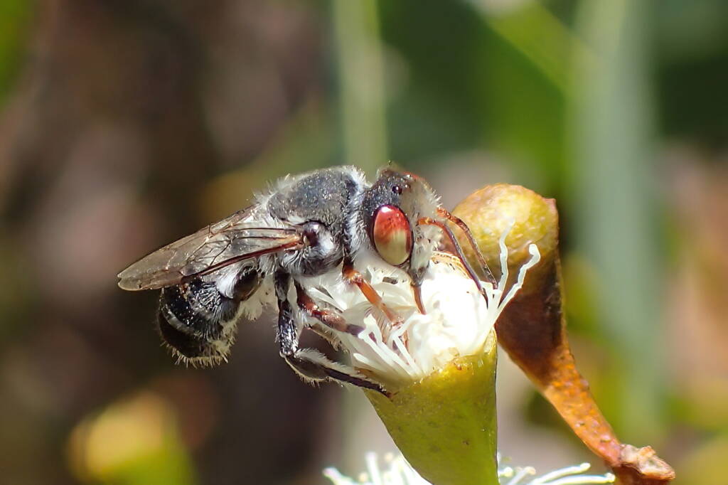 Megachile aurifrons © Gary Taylor